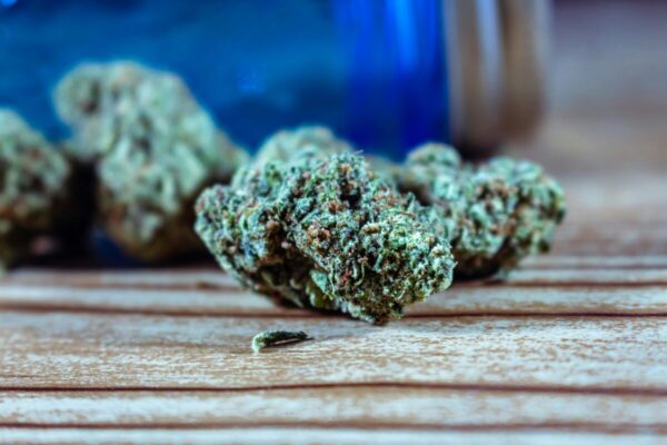 YSL Hybrid Strain