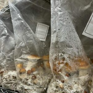 Gold and Albino Cap mushrooms