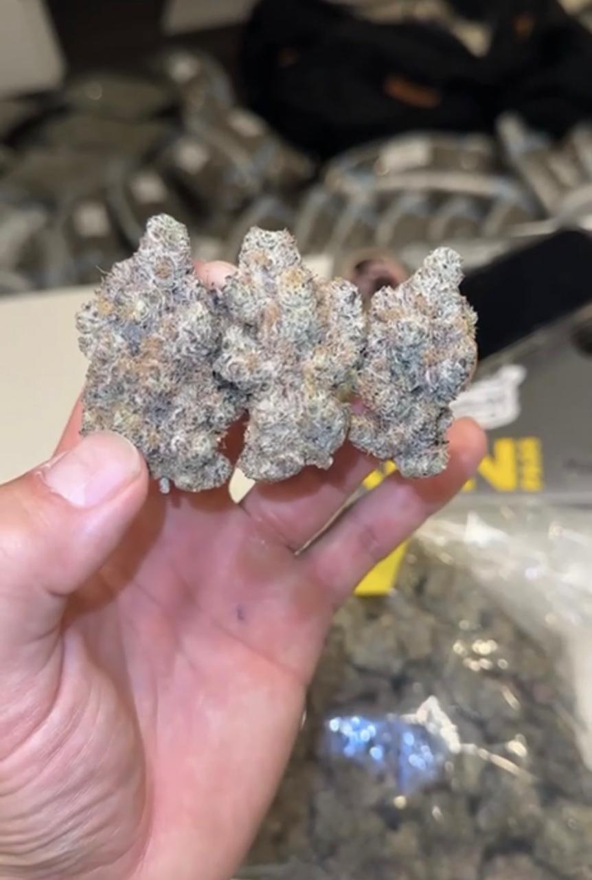 🥶 Jelly Biscuit 🥶