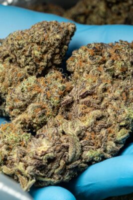 Hybrid Marijuana Strains at YSL Packs