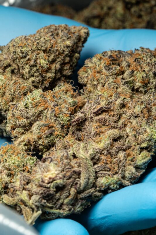 Hybrid Marijuana Strains at YSL Packs
