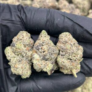 Alternative view of Gelato 41
