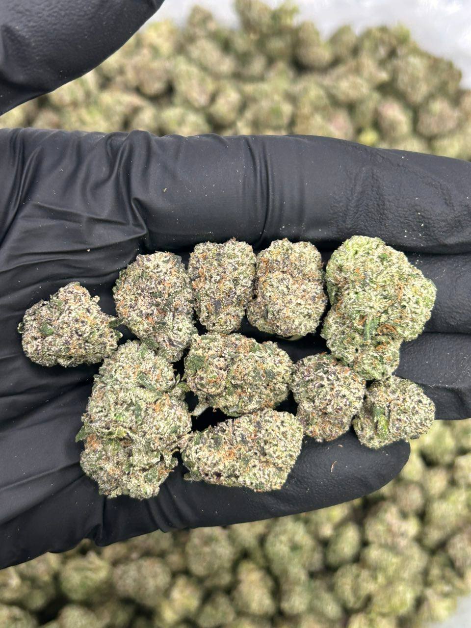 Silver Haze - Image 2