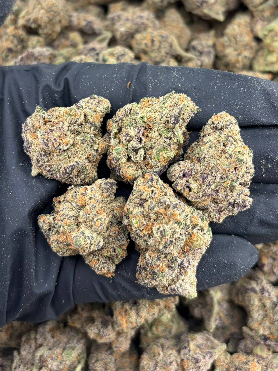 Watermelon Sour Patch - Image 2