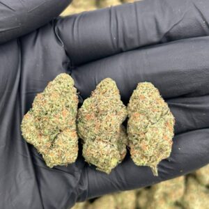 Alternative view of Candy Skunk