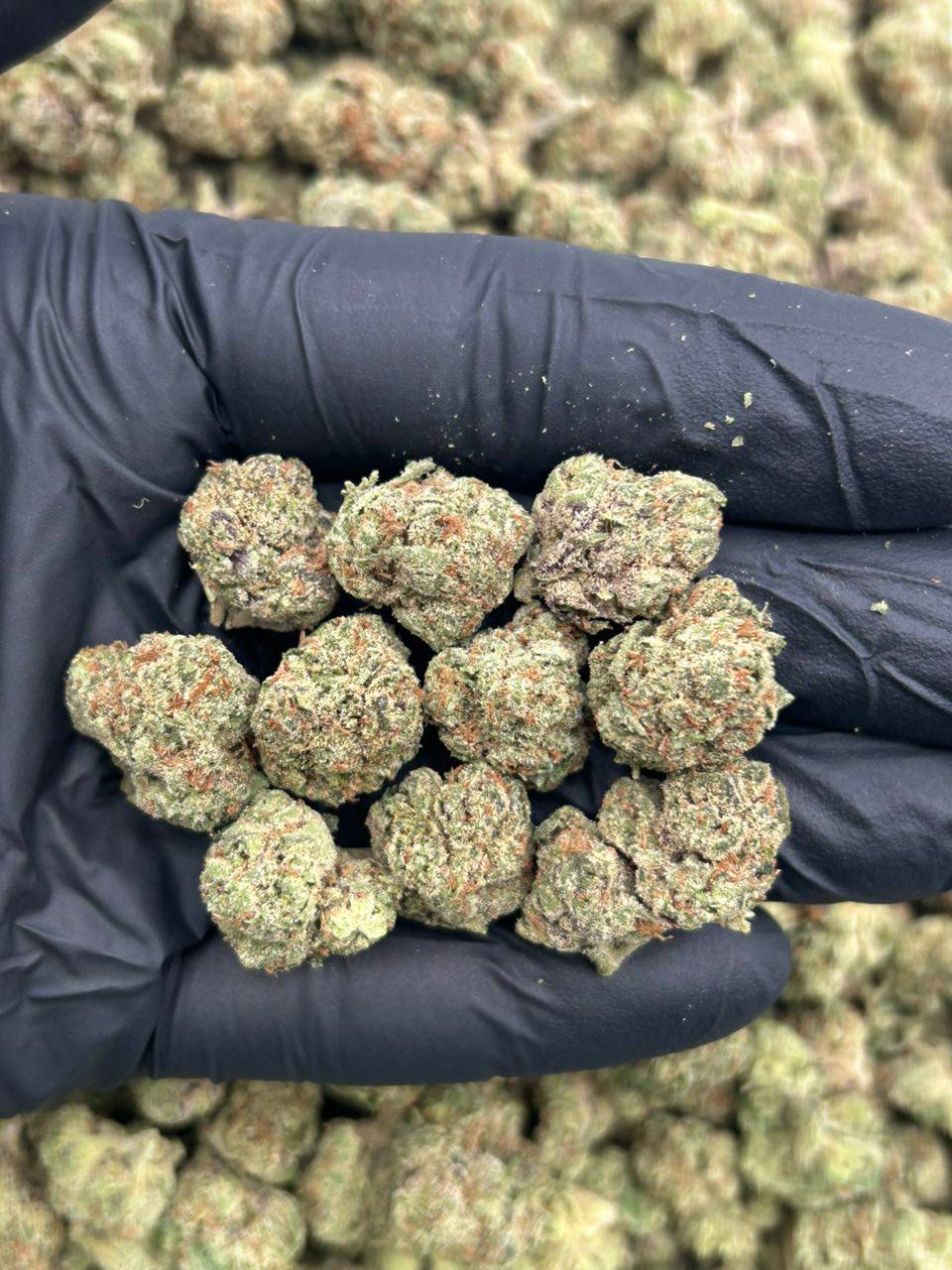 Purple Lemon Cherry - Image 2