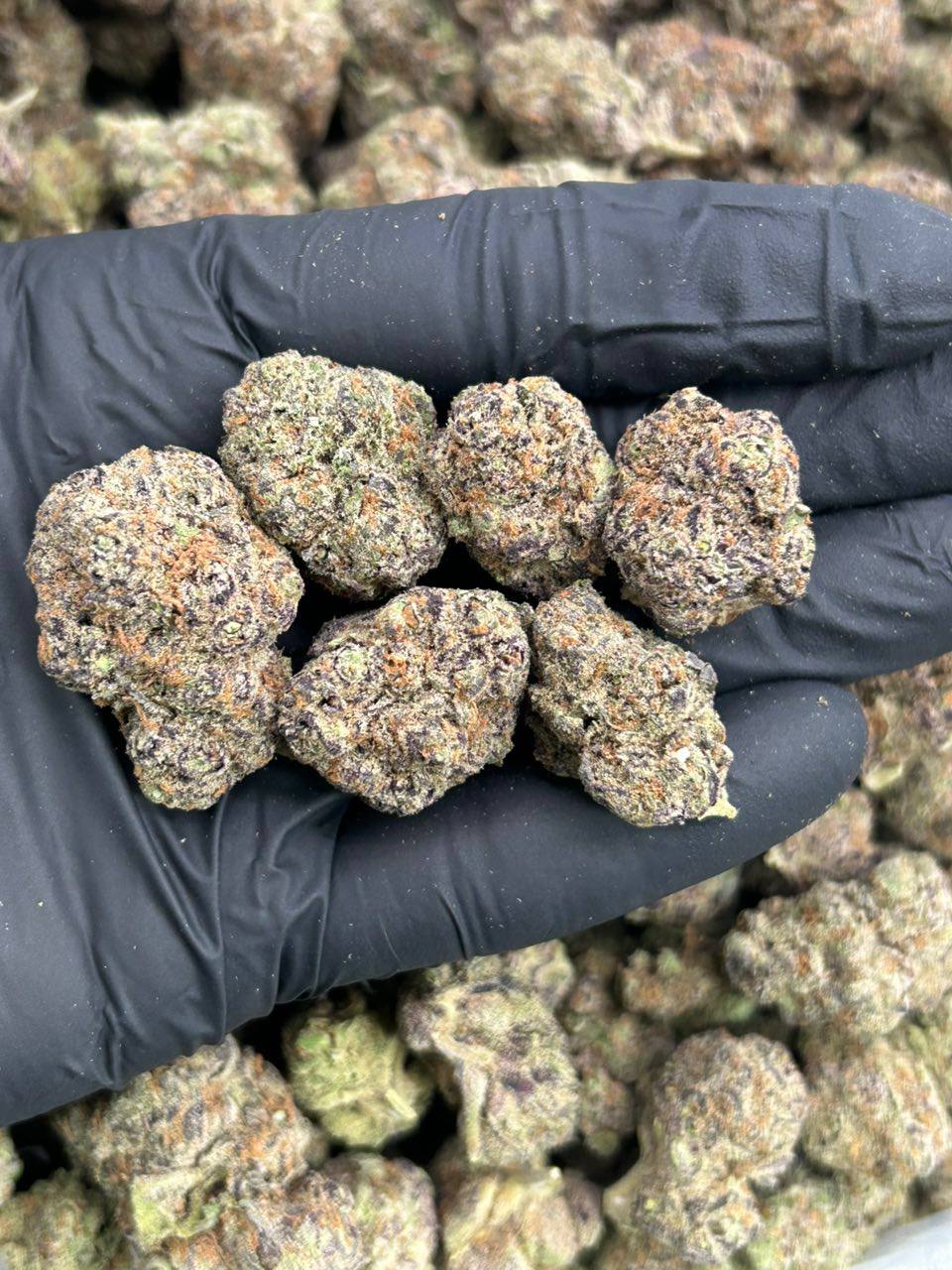 Gelato Pop - Image 2