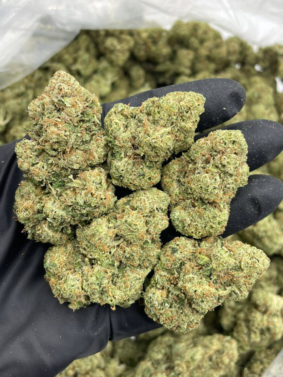 Gorilla Glue - Image 2