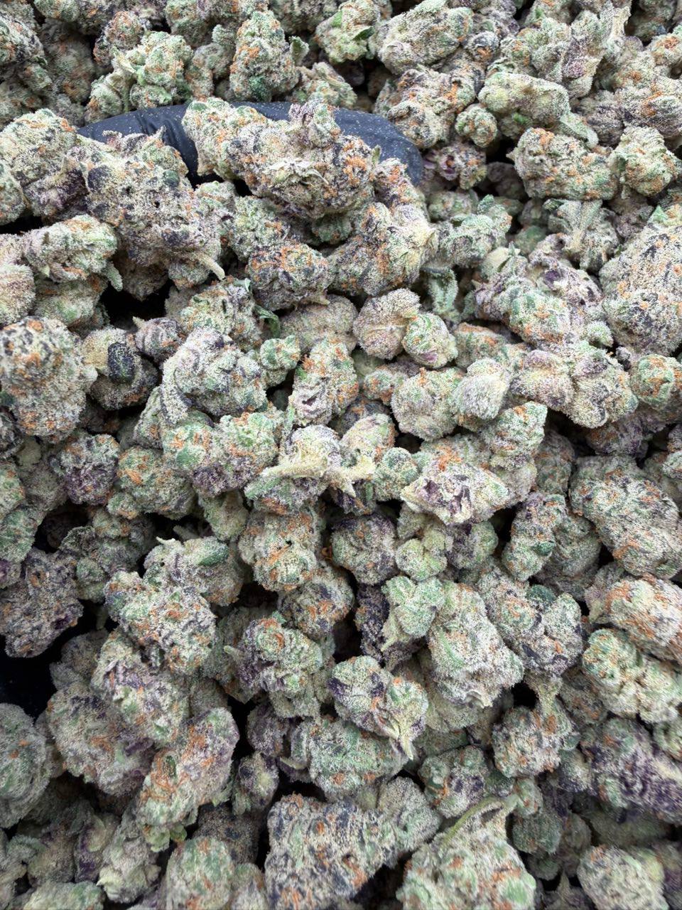 Glitter Bomb Exotic Smells - Image 2