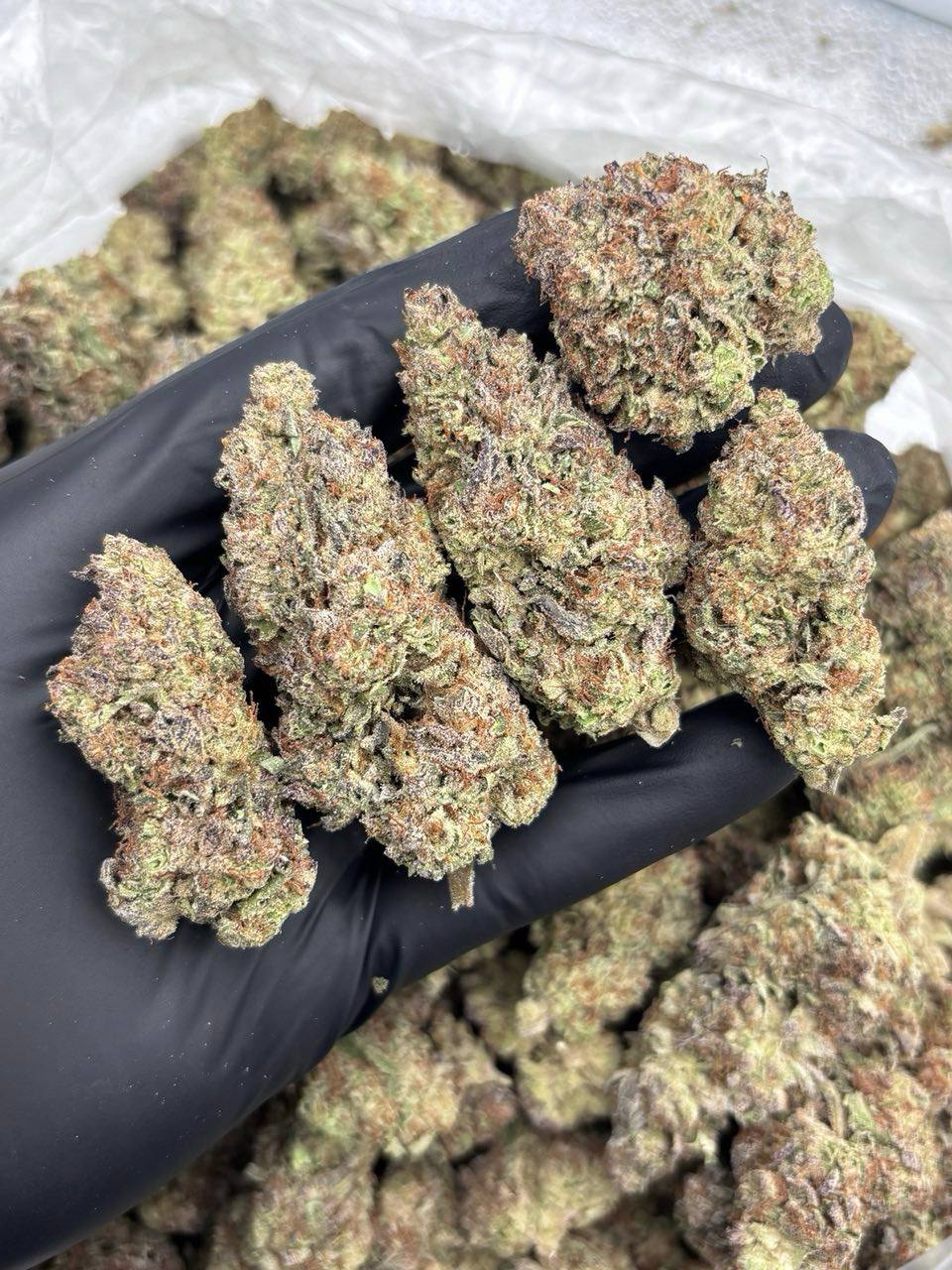 Purple Chemdawg - Image 2