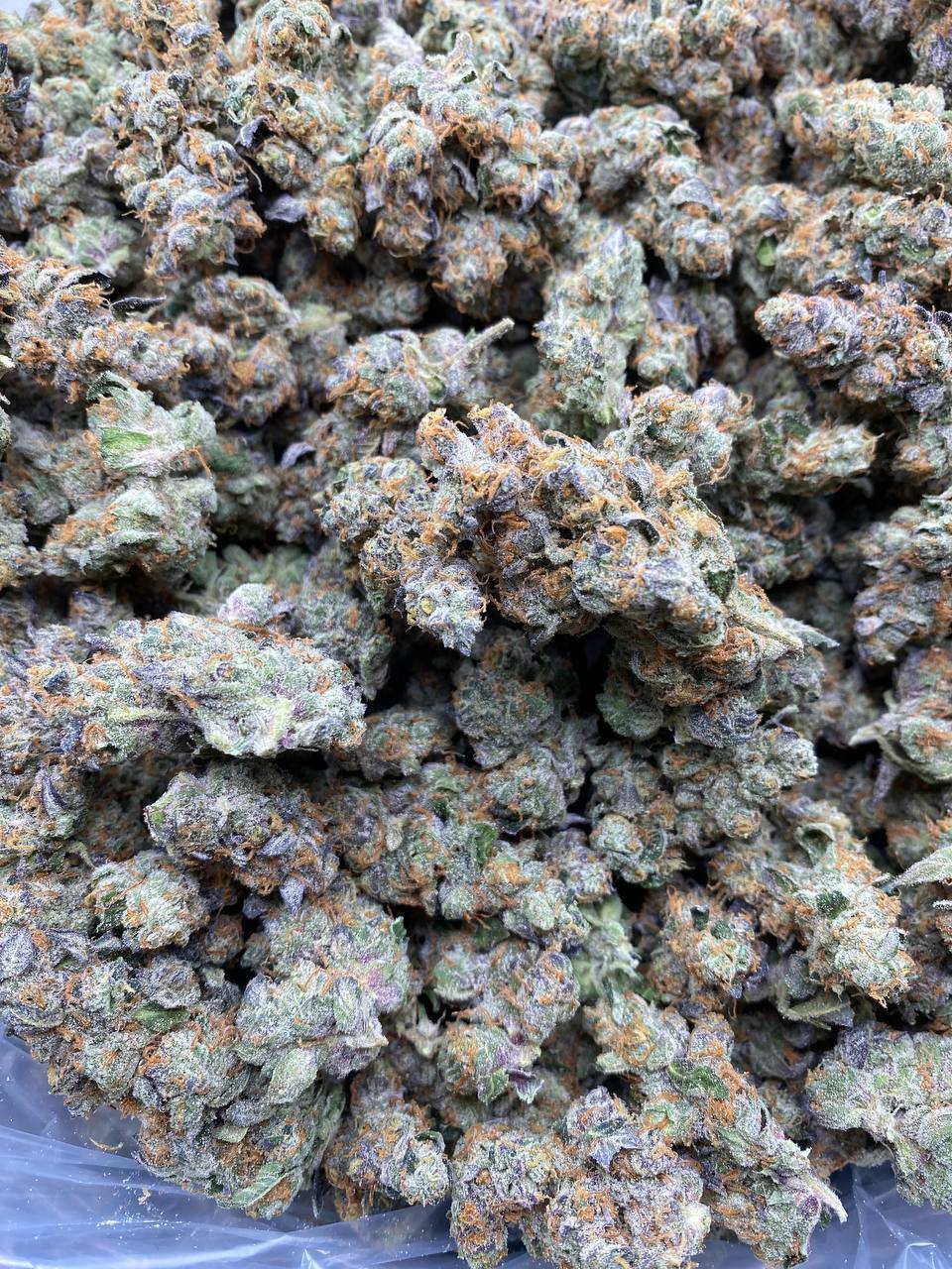 Gmo