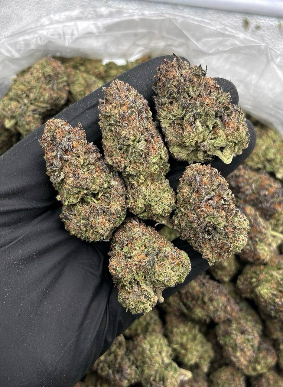 Pink Zoap - Image 2