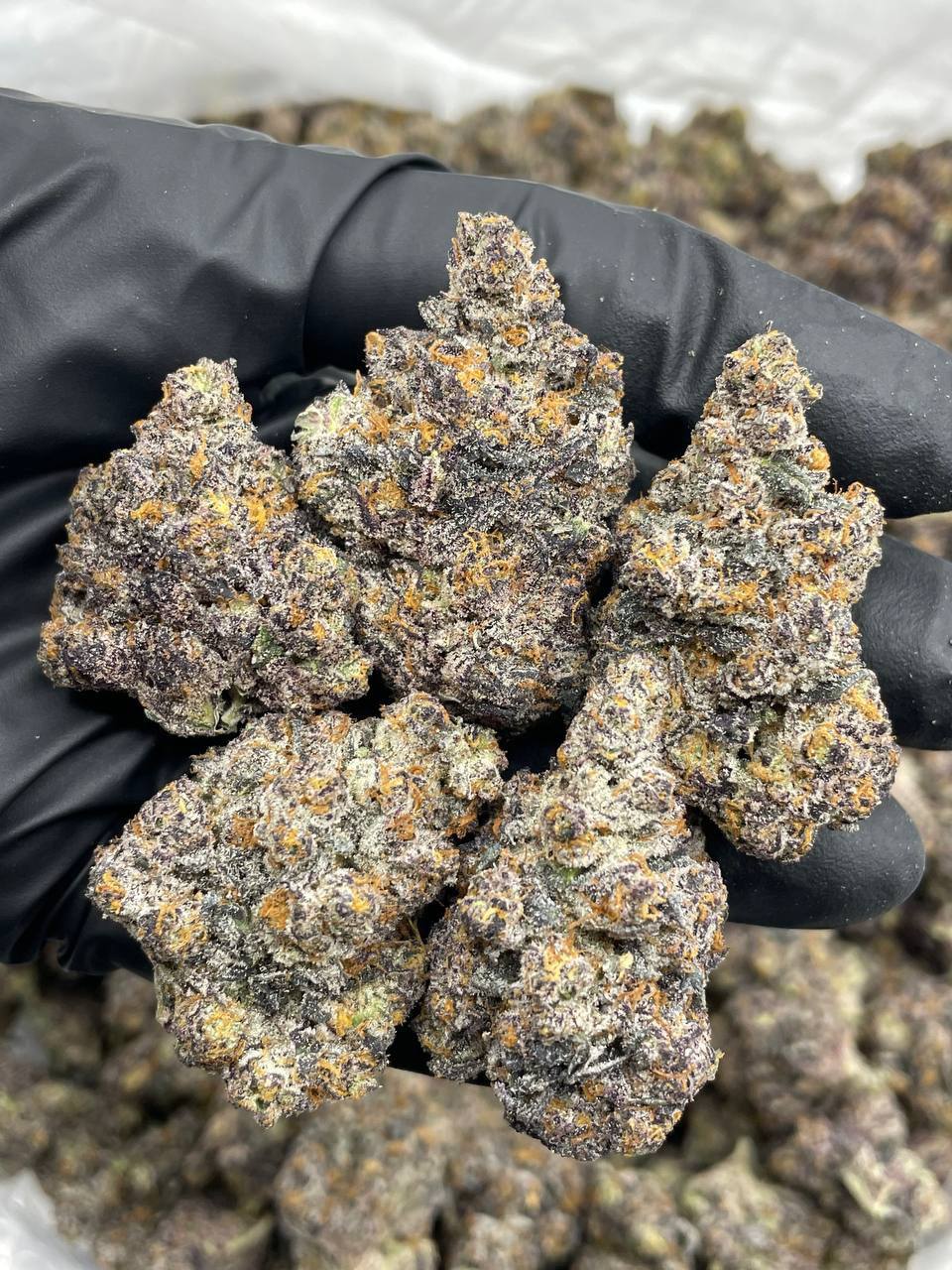 Sour Sherbet - Image 2