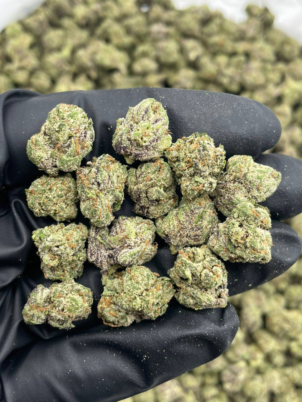 White Cherry Gelato - Image 2