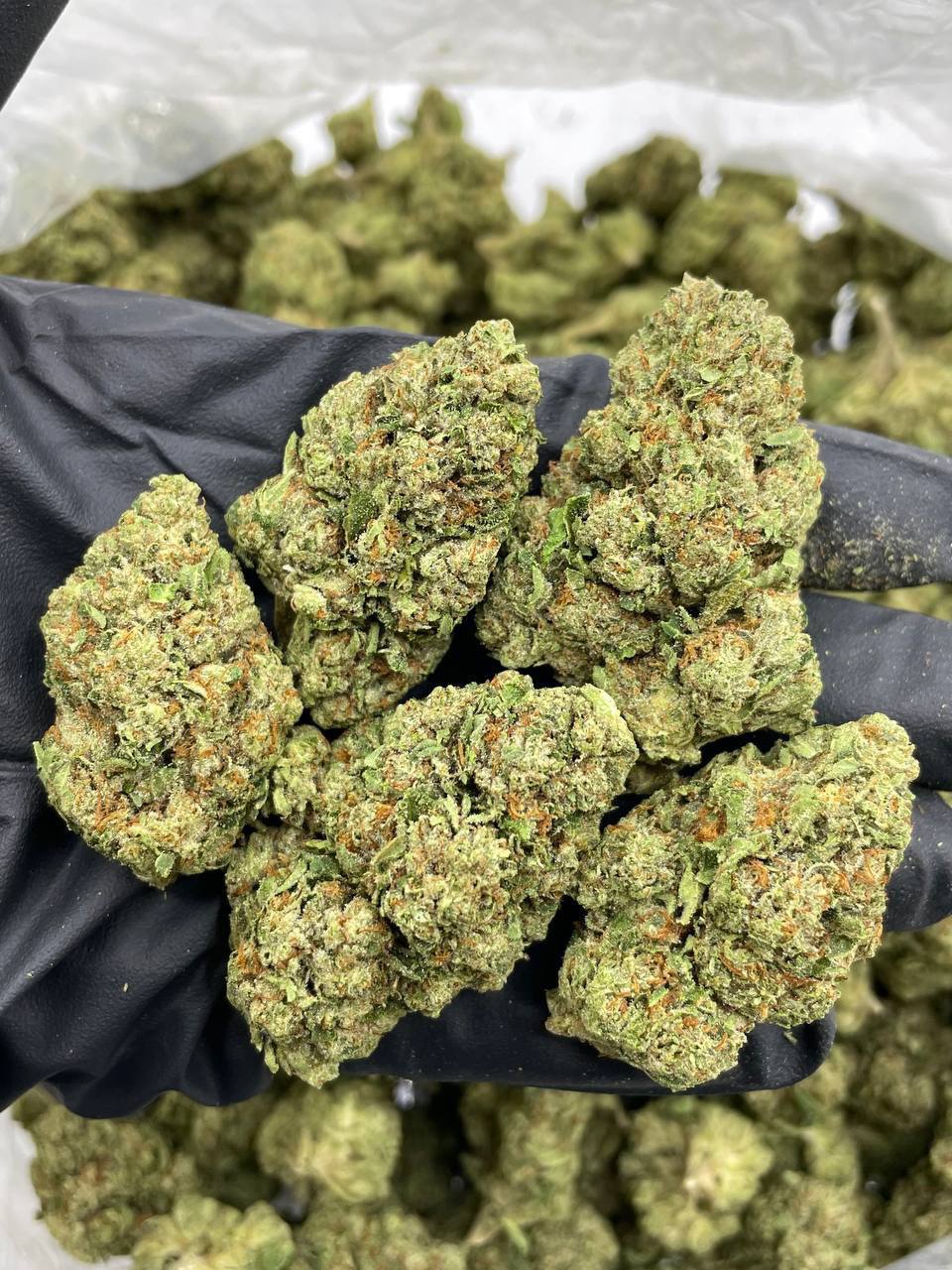 Billy Kimber OG - Image 2