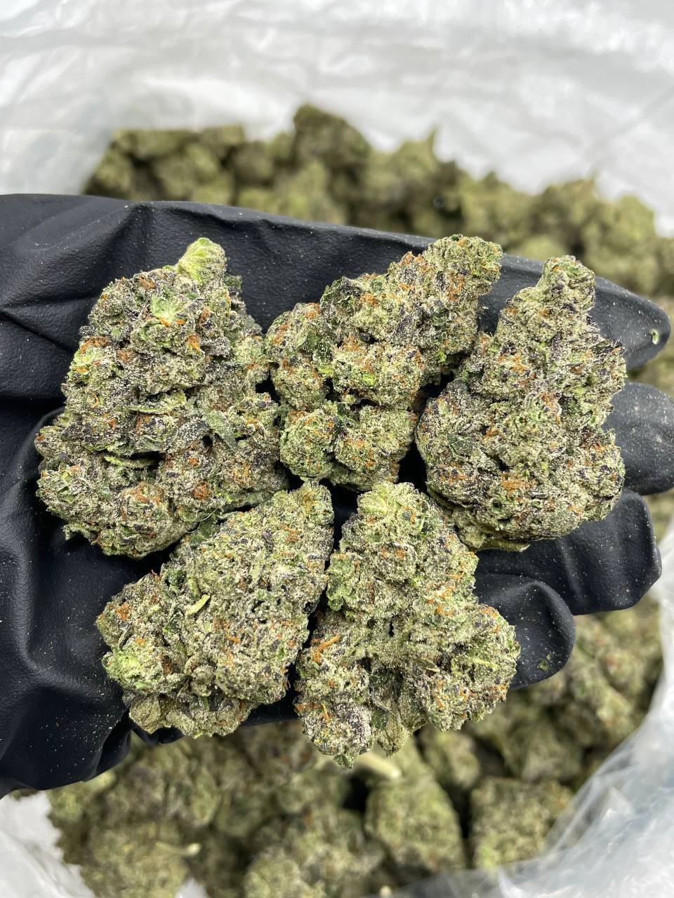 Bubblegum Berry - Image 2