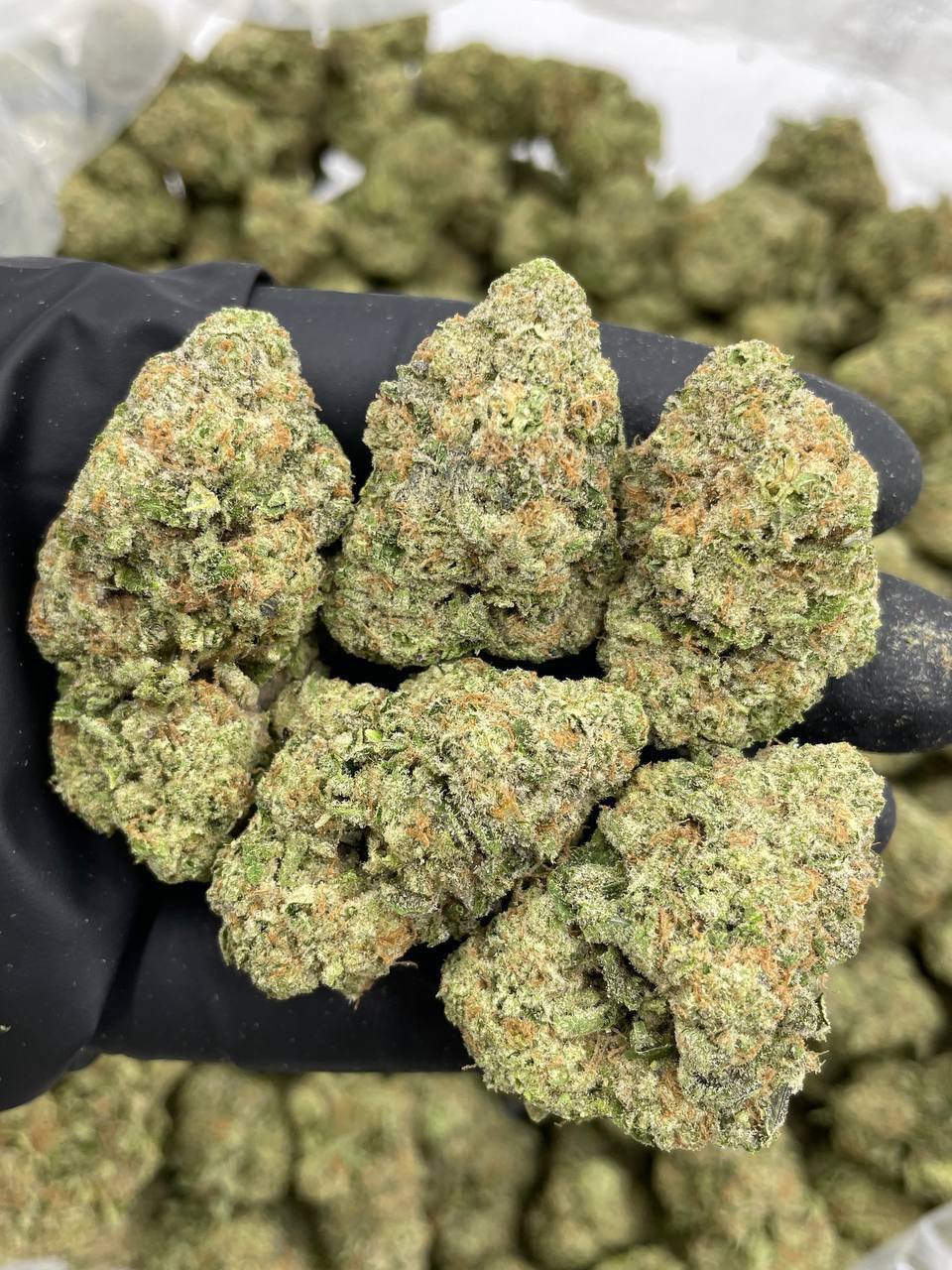 Melonade Zkittlez - Image 2