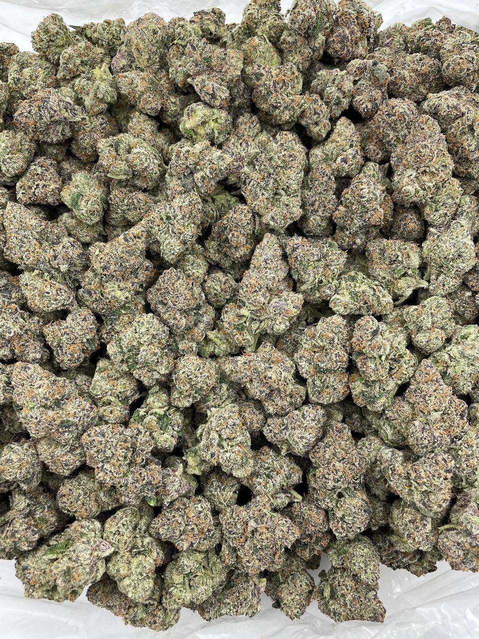 Purple Pressure