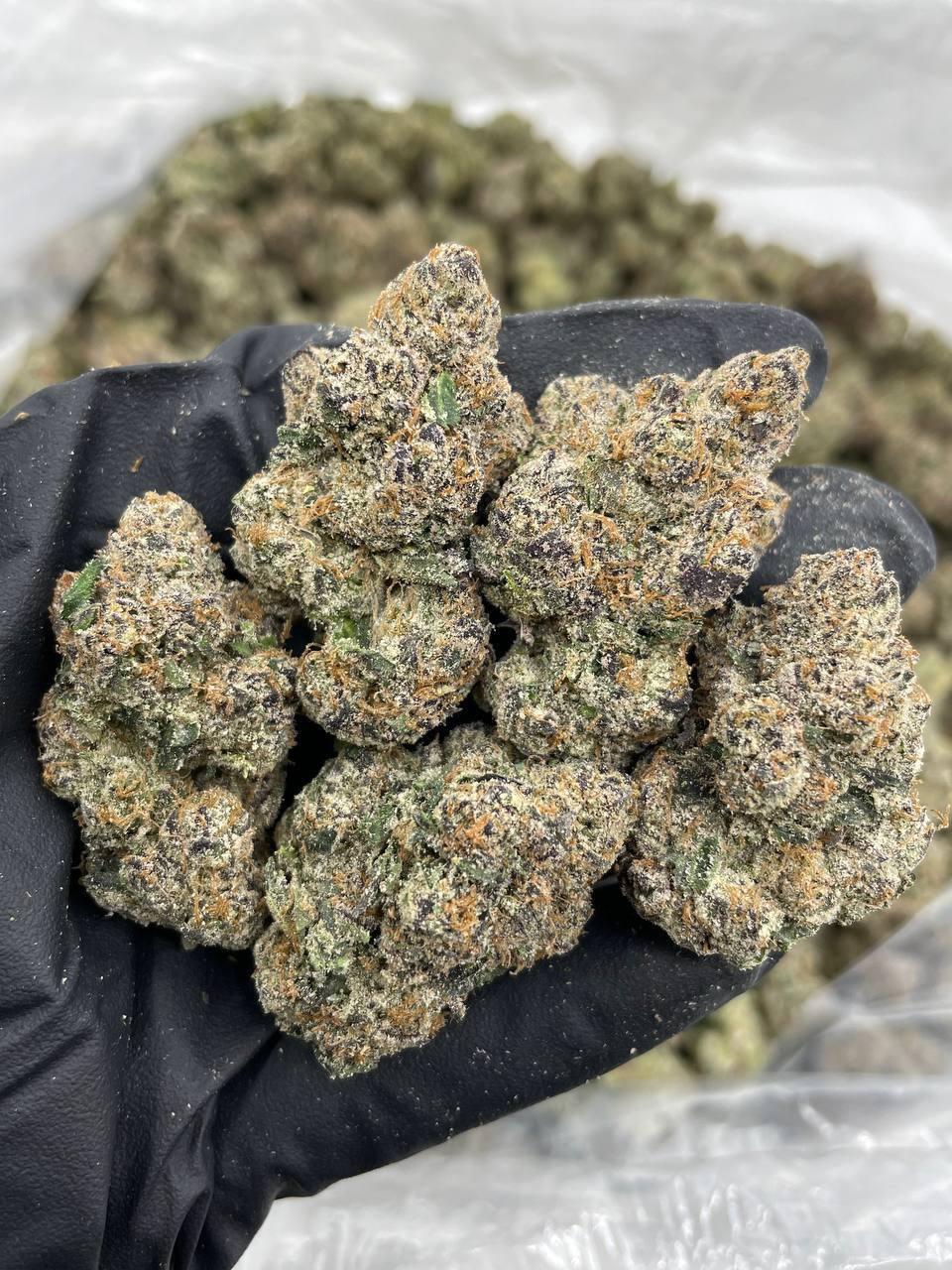 Purple Pressure - Image 2