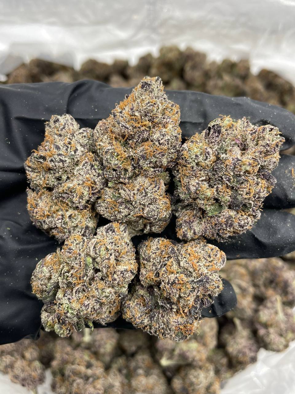Black Cherry Gelato - Image 2