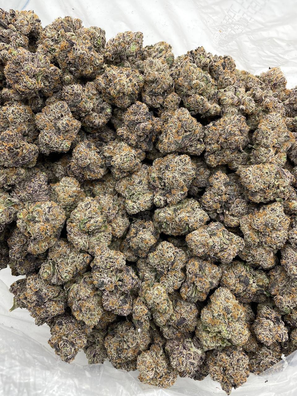 Black Cherry Gelato