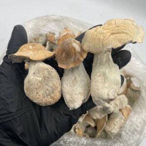 Alternative view of Ape mushrooms