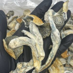 Blue meanie Shrooms
