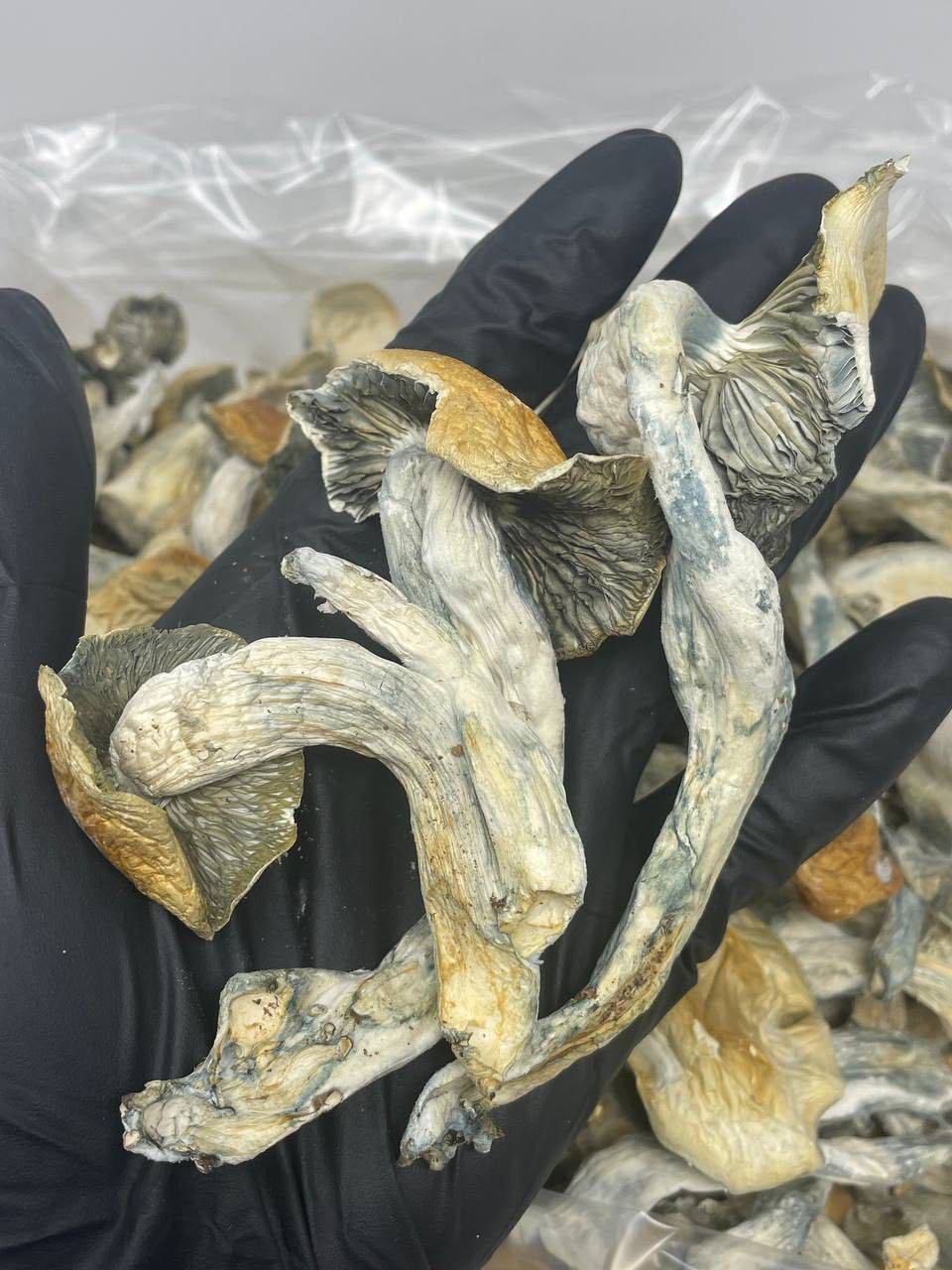 Blue meanie Shrooms