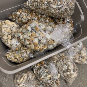 Alternative view of ﻿Blue meanie Shrooms