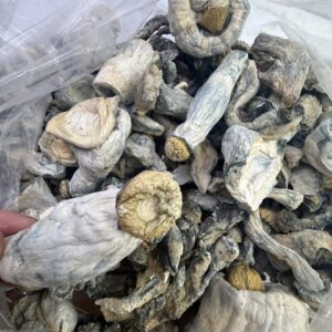 Albino hill billy shrooms