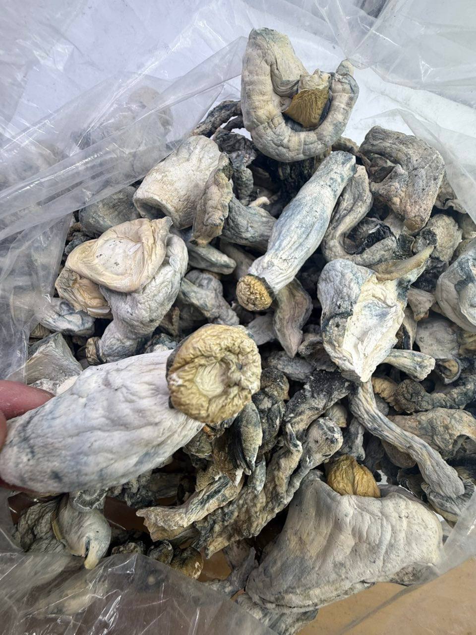 Albino hill billy shrooms
