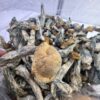 Gorilla shrooms