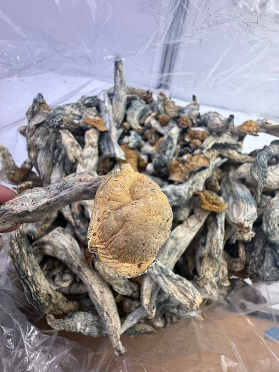Gorilla shrooms