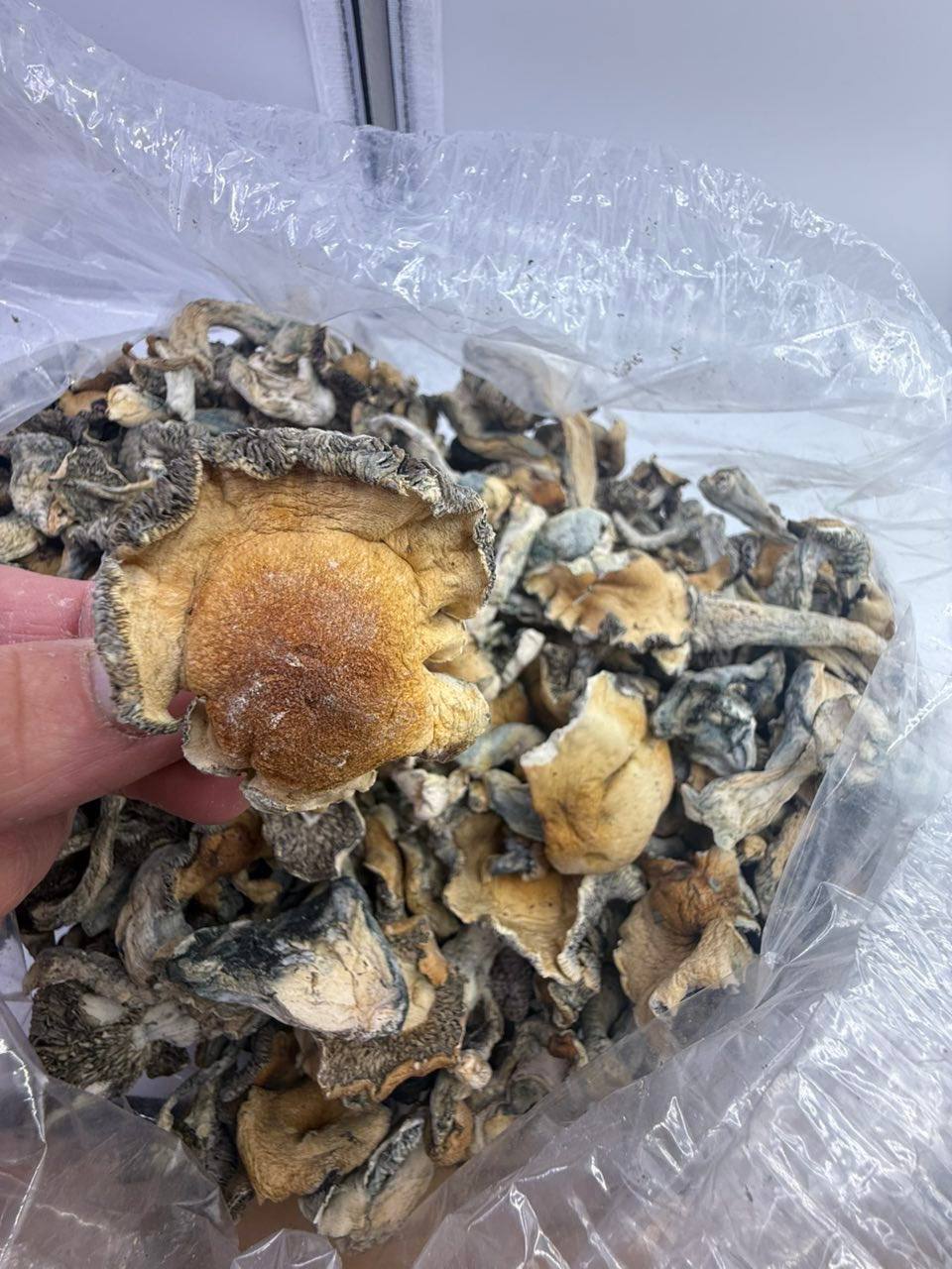 Golden teachers shrooms