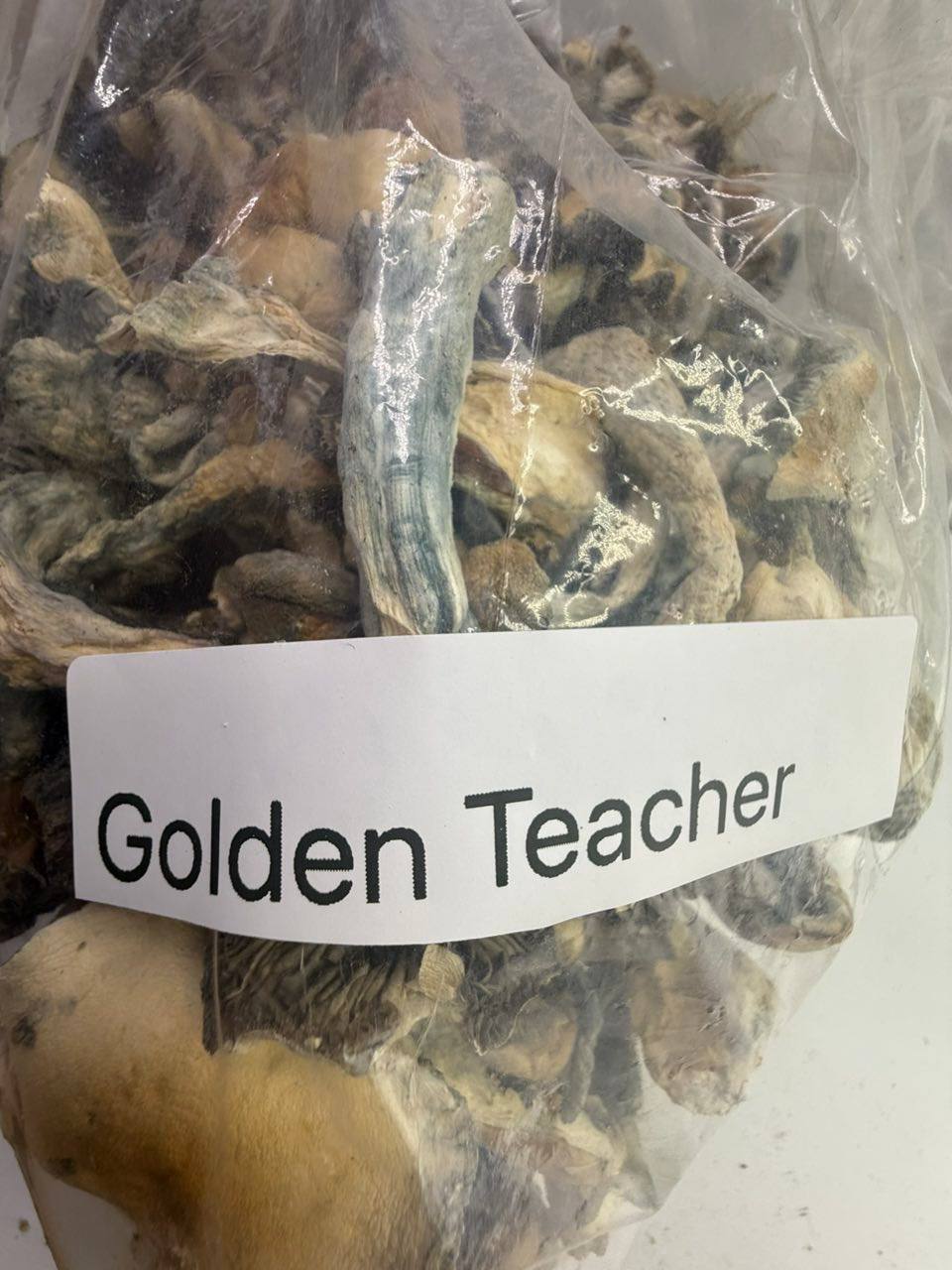 Golden teachers shrooms - Image 2
